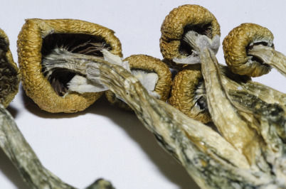 Psilocybin Mushrooms Psilocybin Mushrooms