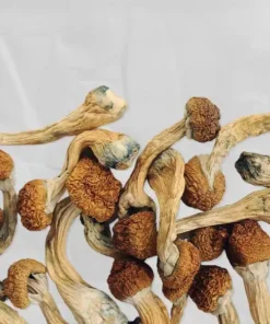 Psilocybin Mushrooms