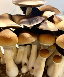 Psilocybin Mushrooms