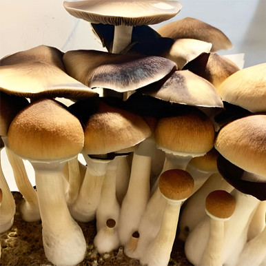 Psilocybin Mushrooms Psilocybin Mushrooms
