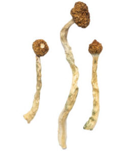 Psilocybin Mushrooms