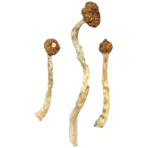 Psilocybin Mushrooms Psilocybin Mushrooms
