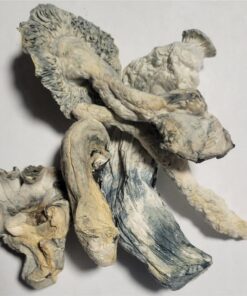 Psilocybin Mushrooms
