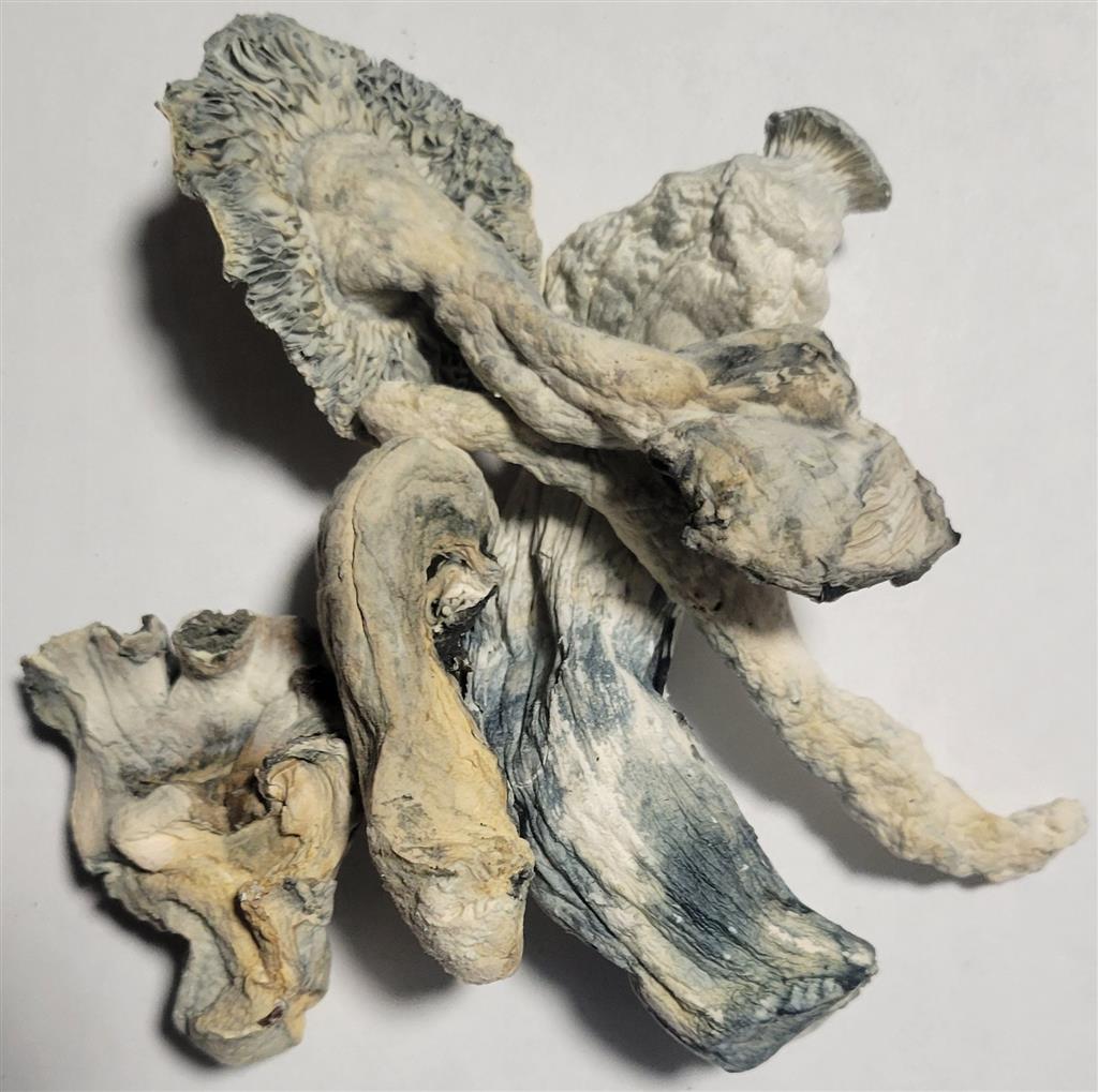 Psilocybin Mushrooms Psilocybin Mushrooms