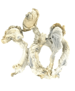 Psilocybin Mushrooms