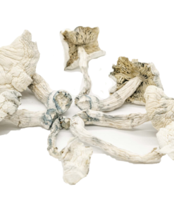 Psilocybin Mushrooms