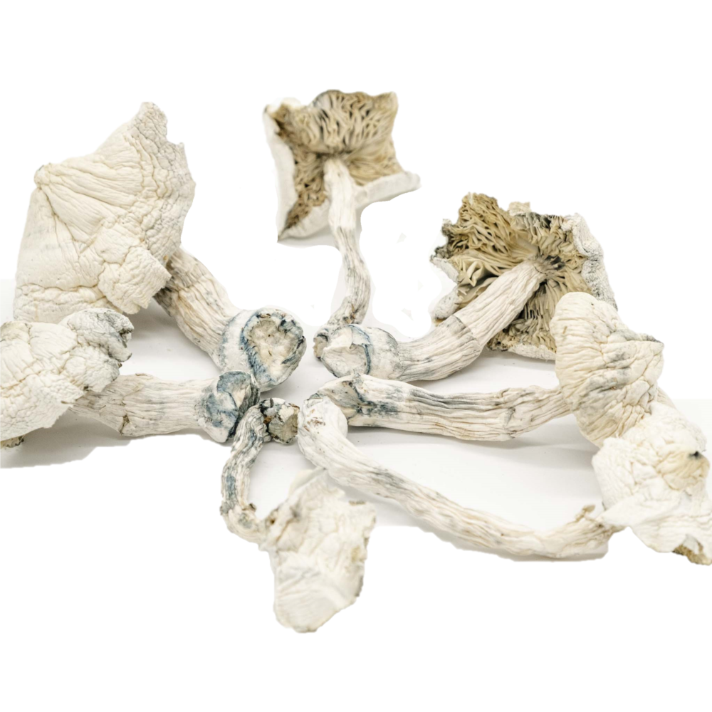 Psilocybin Mushrooms Psilocybin Mushrooms