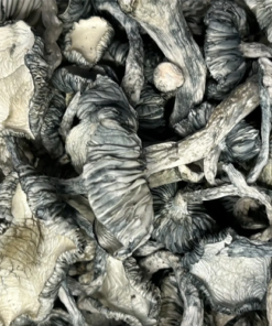 Psilocybin Mushrooms