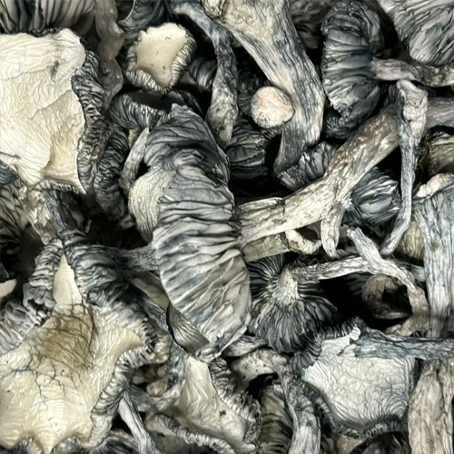 Psilocybin Mushrooms Psilocybin Mushrooms