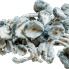 Psilocybin Mushrooms