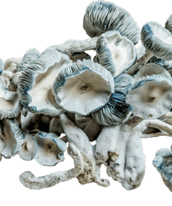 Psilocybin Mushrooms