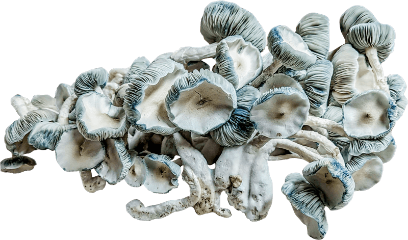Psilocybin Mushrooms Psilocybin Mushrooms