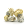 Psilocybin Mushrooms