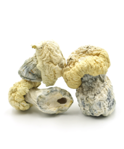 Psilocybin Mushrooms