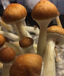 Psilocybin Mushrooms