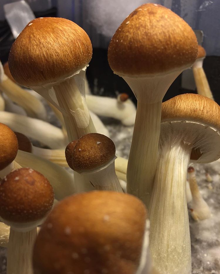 Psilocybin Mushrooms Psilocybin Mushrooms