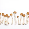 Psilocybin Mushrooms