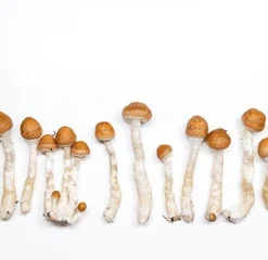 Psilocybin Mushrooms