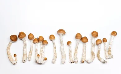 Psilocybin Mushrooms Psilocybin Mushrooms