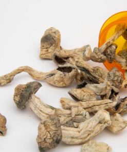 Psilocybin Mushrooms