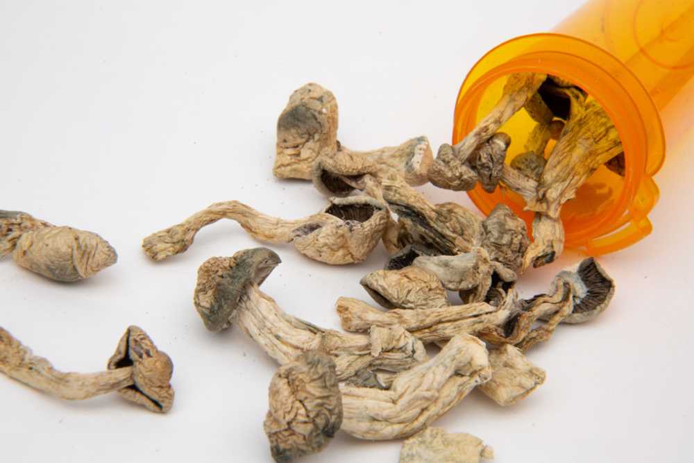 Psilocybin Mushrooms Psilocybin Mushrooms