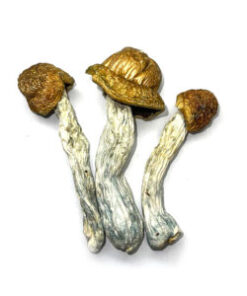 Psilocybin Mushrooms