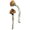 Psilocybin Mushrooms