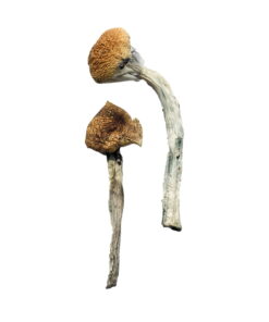 Psilocybin Mushrooms