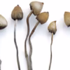 Magic Mushrooms