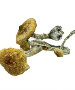Magic Mushrooms