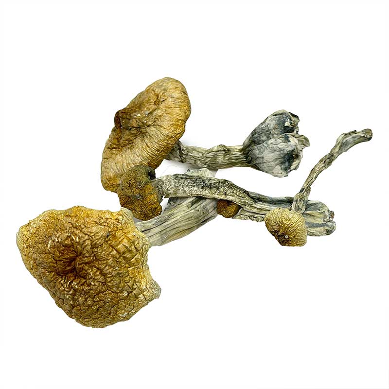 Magic Mushrooms Magic Mushrooms