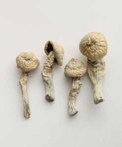 Magic Mushrooms