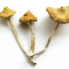 Magic Mushrooms