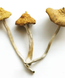 Magic Mushrooms