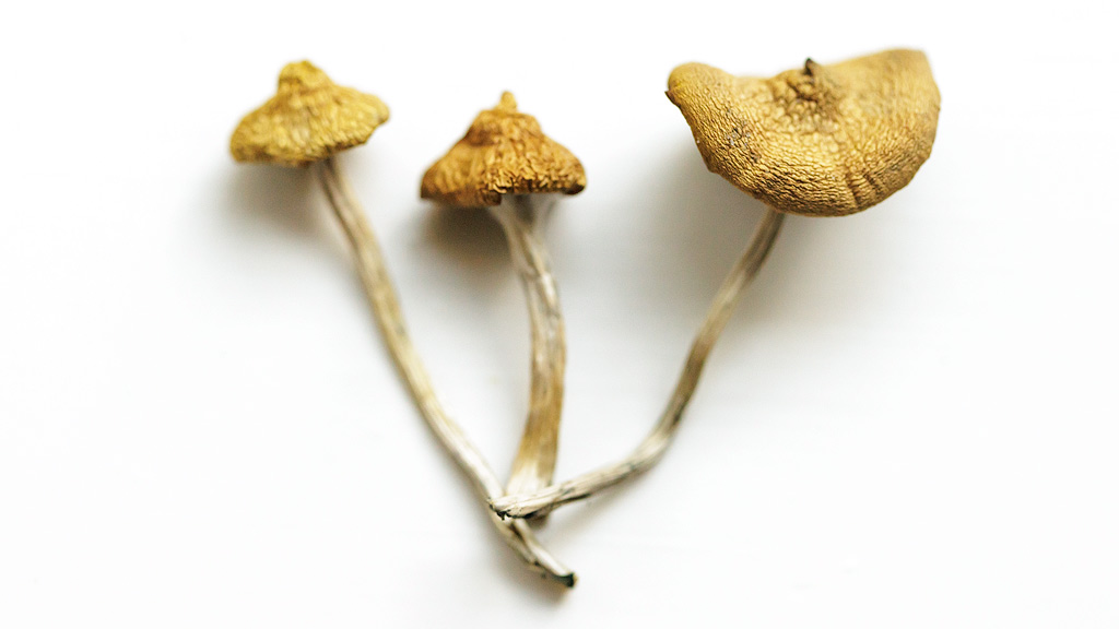 Magic Mushrooms Magic Mushrooms