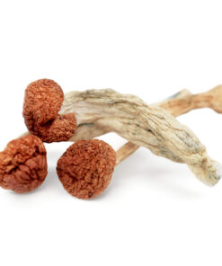 Psilocybin Mushrooms