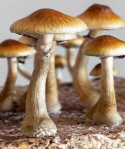 Magic Mushrooms