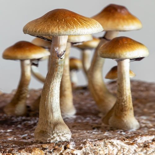 Magic Mushrooms Magic Mushrooms