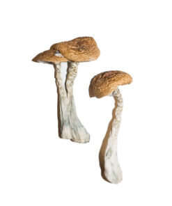 Magic Mushrooms