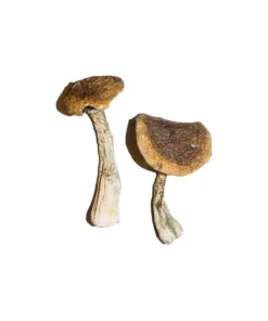 PSILOCYBIN MUSHROOMS