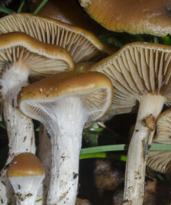 Magic Mushrooms