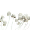 Magic Mushrooms