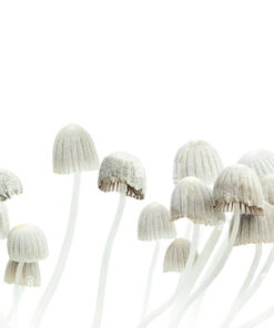 Magic Mushrooms