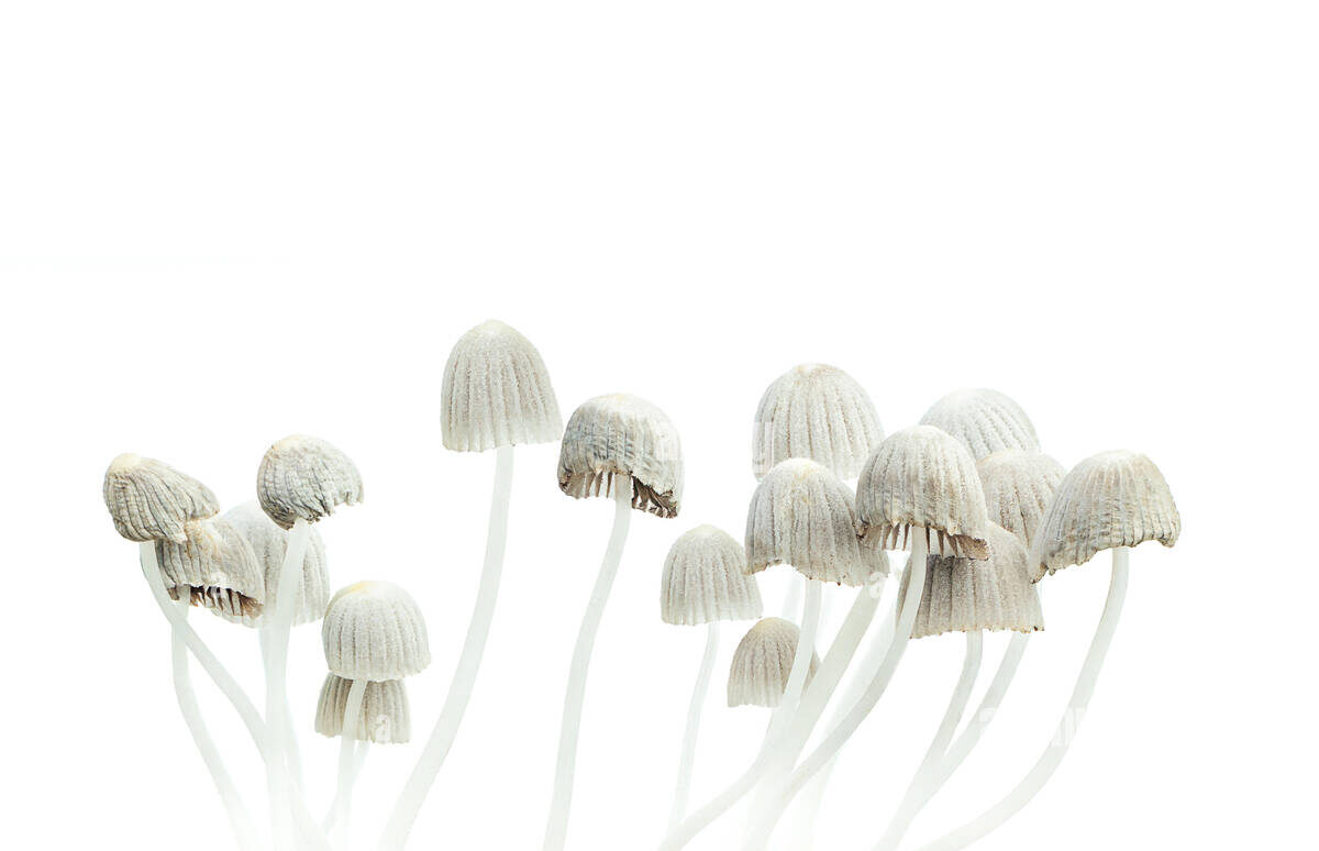 Magic Mushrooms Magic Mushrooms