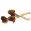 Psilocybin Mushrooms