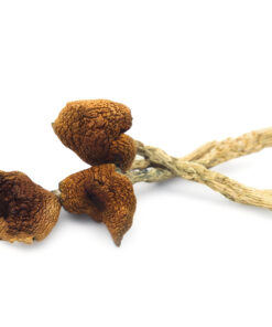 Psilocybin Mushrooms