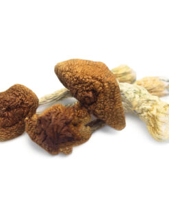 Psilocybin Mushrooms