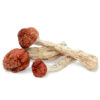 Psilocybin Mushrooms