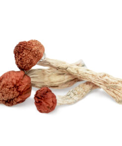 Psilocybin Mushrooms