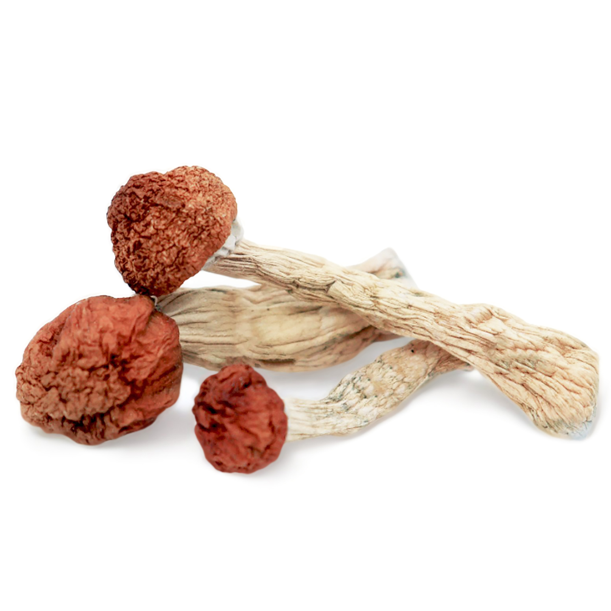 Psilocybin Mushrooms Psilocybin Mushrooms